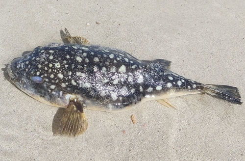Boereboom-kogelvis (Amblyrhynchotes honckenii) — Tetraodontidae — 2