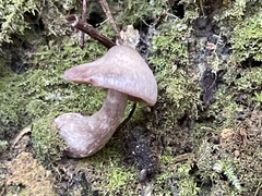 Cortinarius salor