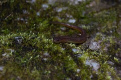 Eurycea multiplicata