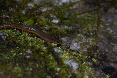 Eurycea multiplicata