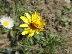 Hycleus duodecimpunctatus