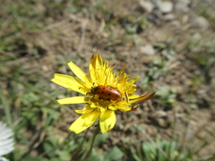 Hycleus duodecimpunctatus