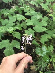 Hylodesmum nudiflorum