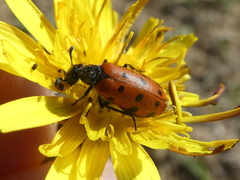 Hycleus duodecimpunctatus