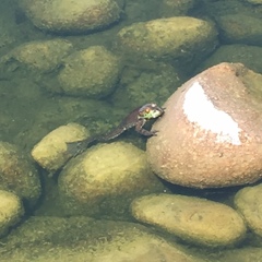 Lithobates catesbeianus