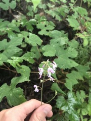 Hylodesmum nudiflorum