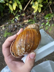 Megalobulimus ovatus