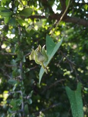 Ipomoea decasperma