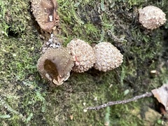 Calostoma japonicum