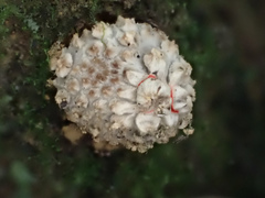 Calostoma japonicum