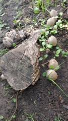 Coprinopsis atramentaria