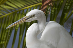 Ardea alba