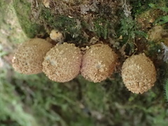 Calostoma japonicum