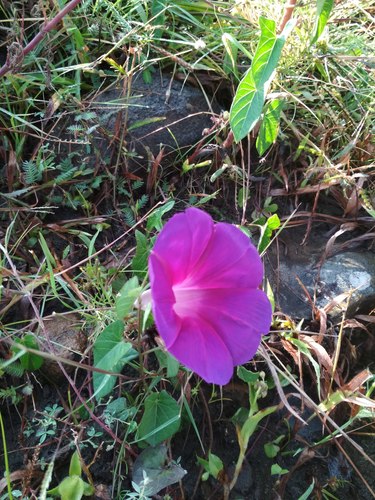 Ipomoea decasperma, photograph 1