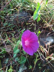 Ipomoea decasperma