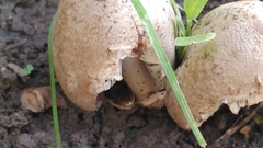 Coprinopsis atramentaria