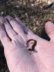 Eurycea multiplicata