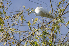 Ardea alba