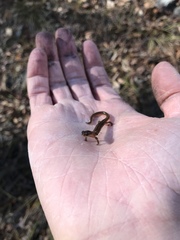 Eurycea multiplicata