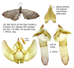 Eupithecia russeliata