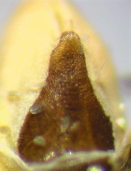 Eupithecia russeliata