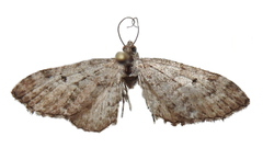 Eupithecia russeliata