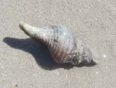 Fasciolariidae