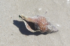 Fasciolariidae