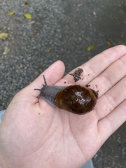 Megalobulimus ovatus