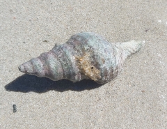 Fasciolariidae