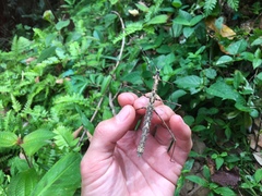 Stheneboea repudiosa