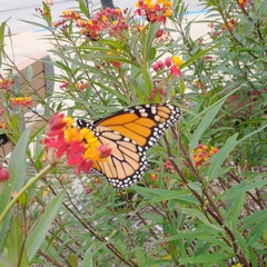 Danaus plexippus