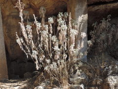Artemisia arborescens