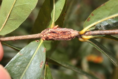 Lasioptera querciperda