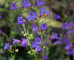Penstemon laetus laetus