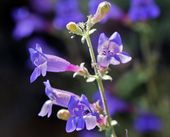 Penstemon laetus laetus