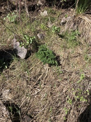 Lomatium dissectum