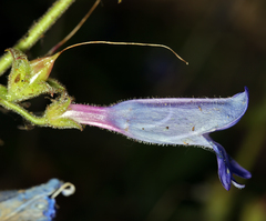 Penstemon laetus laetus