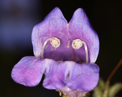 Penstemon laetus laetus