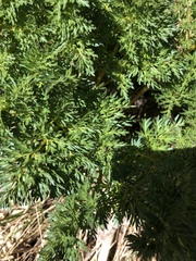 Lomatium dissectum
