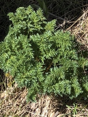 Lomatium dissectum