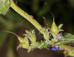 Penstemon laetus laetus