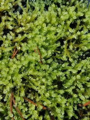 Calliergonella