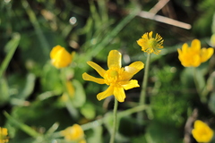 Ranunculus bullatus