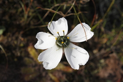 Drosera pauciflora