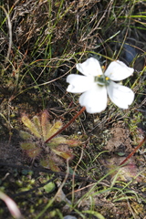 Drosera pauciflora