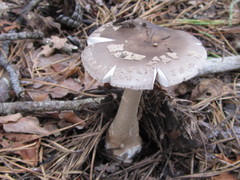 Amanita morrisii