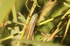Staurorhectus longicornis