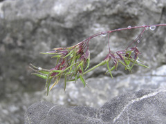Poa alpina vivipara
