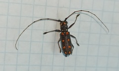 Olenecamptus siamensis